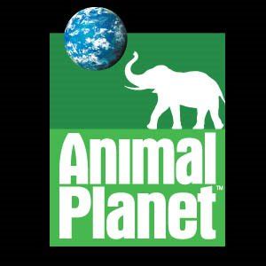 Animal planet streaming. Things To Know About Animal planet streaming. 